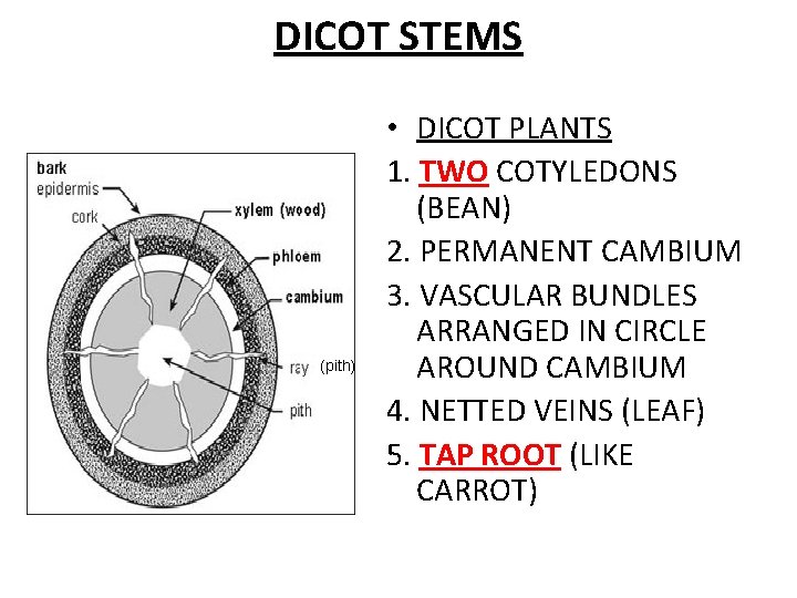 DICOT STEMS (pith) • DICOT PLANTS 1. TWO COTYLEDONS (BEAN) 2. PERMANENT CAMBIUM 3.