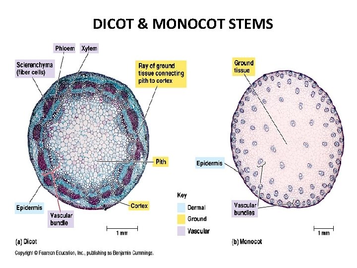 DICOT & MONOCOT STEMS 