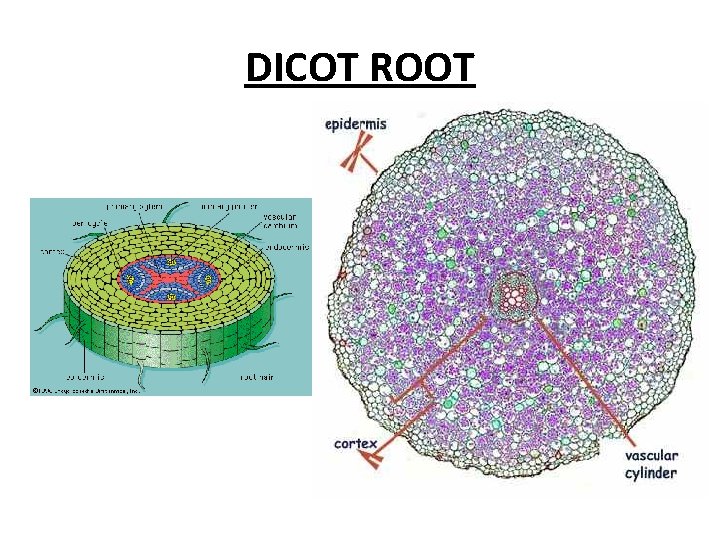 DICOT ROOT 