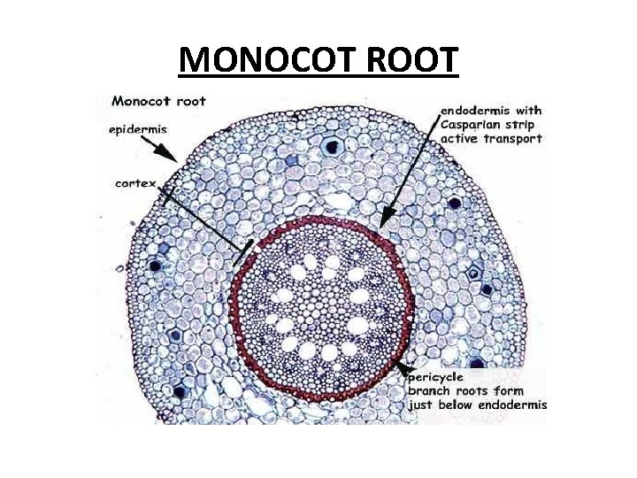 MONOCOT ROOT 