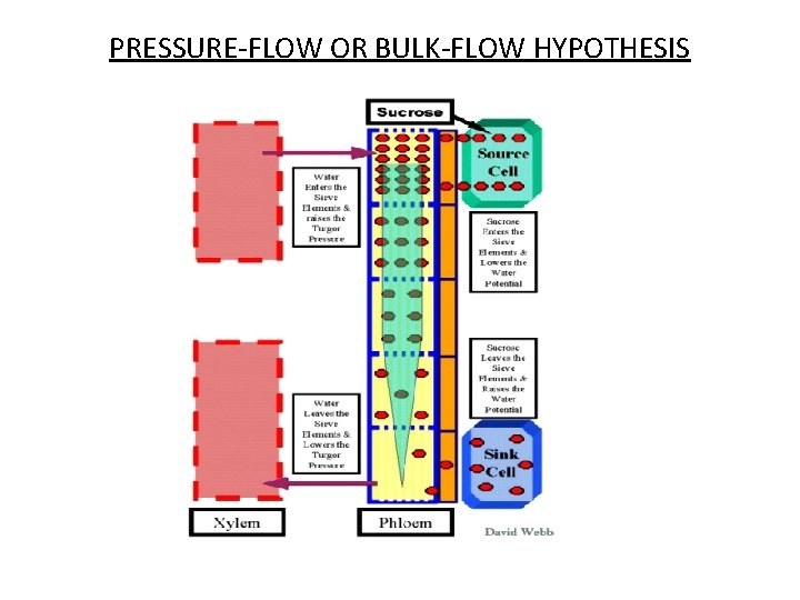 PRESSURE-FLOW OR BULK-FLOW HYPOTHESIS 