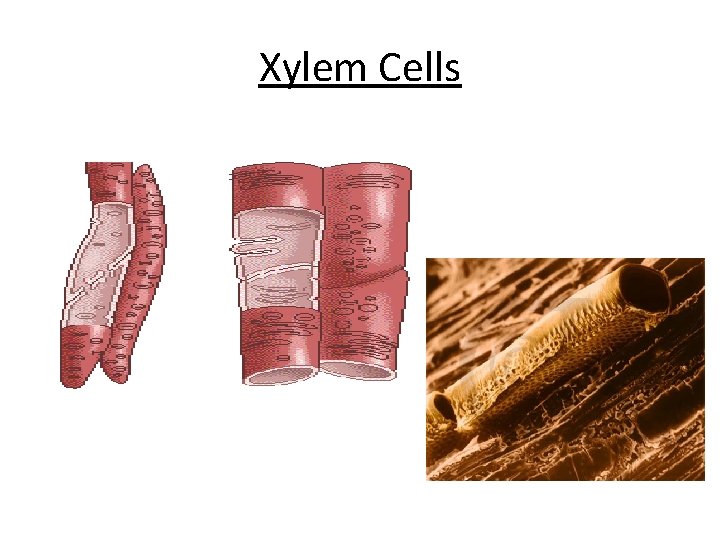 Xylem Cells 