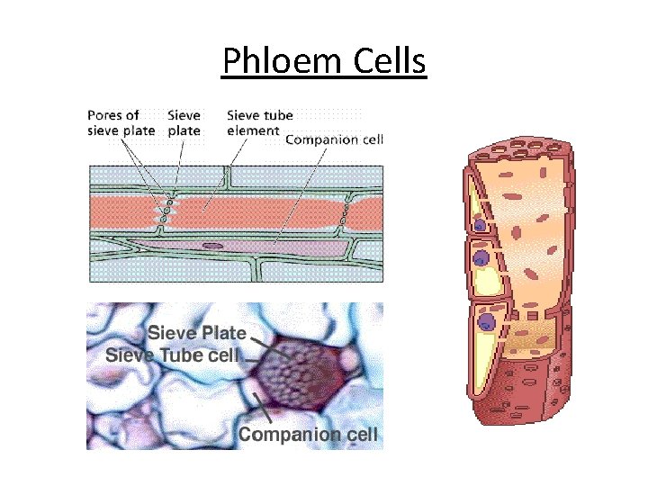 Phloem Cells 