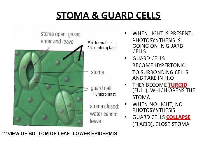 STOMA & GUARD CELLS Epidermal cells *No chloroplast *Chloroplast ***VIEW OF BOTTOM OF LEAF-