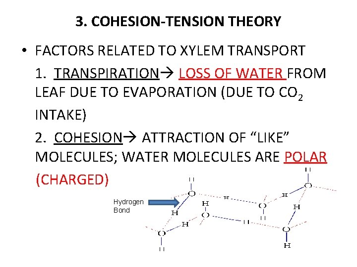 3. COHESION-TENSION THEORY • FACTORS RELATED TO XYLEM TRANSPORT 1. TRANSPIRATION LOSS OF WATER