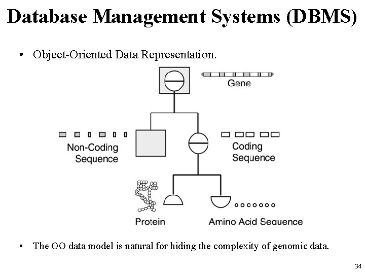 Database Management Systems (DBMS) • Object-Oriented Data Representation. • The OO data model is