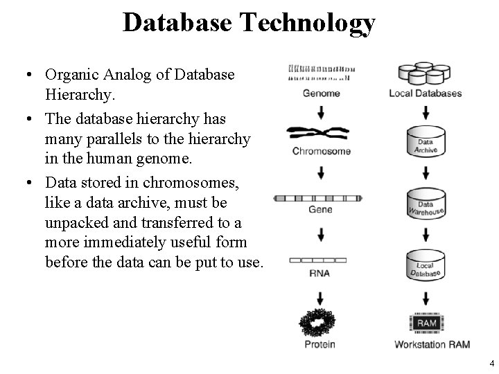 Database Technology • Organic Analog of Database Hierarchy. • The database hierarchy has many