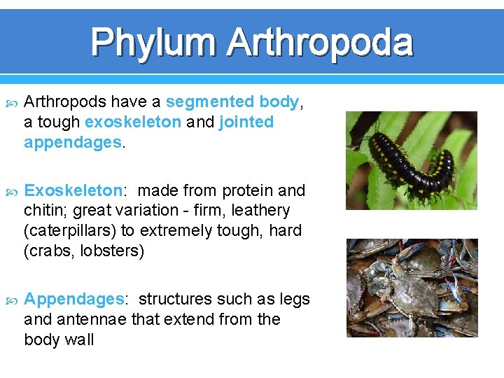 Phylum Arthropoda Arthropods have a segmented body, a tough exoskeleton and jointed appendages. Exoskeleton: Phylum Arthropoda Arthropods have a segmented body, a tough exoskeleton and jointed appendages. Exoskeleton:
