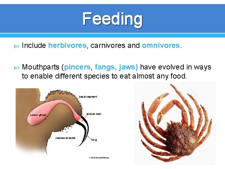 Feeding Include herbivores, carnivores and omnivores. Mouthparts (pincers, fangs, jaws) have evolved in ways Feeding Include herbivores, carnivores and omnivores. Mouthparts (pincers, fangs, jaws) have evolved in ways