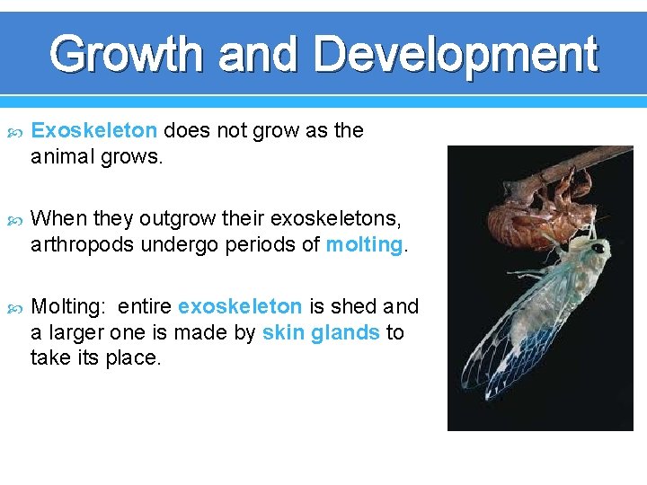Growth and Development Exoskeleton does not grow as the animal grows. When they outgrow Growth and Development Exoskeleton does not grow as the animal grows. When they outgrow