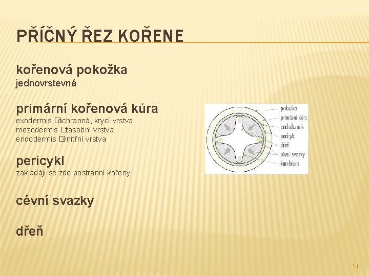 PŘÍČNÝ ŘEZ KOŘENE kořenová pokožka jednovrstevná primární kořenová kůra exodermis �ochranná, krycí vrstva mezodermis