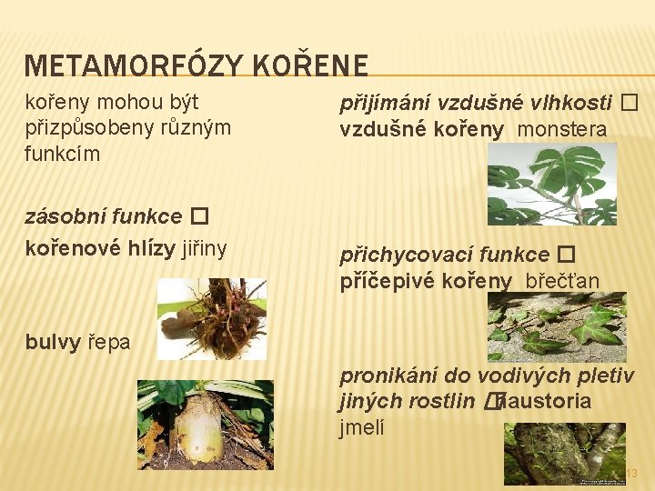 METAMORFÓZY KOŘENE kořeny mohou být přizpůsobeny různým funkcím zásobní funkce � kořenové hlízy jiřiny