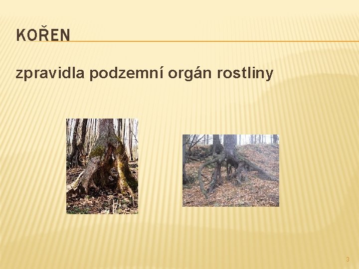 KOŘEN zpravidla podzemní orgán rostliny 3 