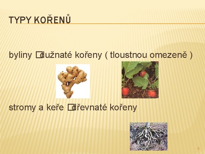 TYPY KOŘENŮ byliny �dužnaté kořeny ( tloustnou omezeně ) stromy a keře �dřevnaté kořeny