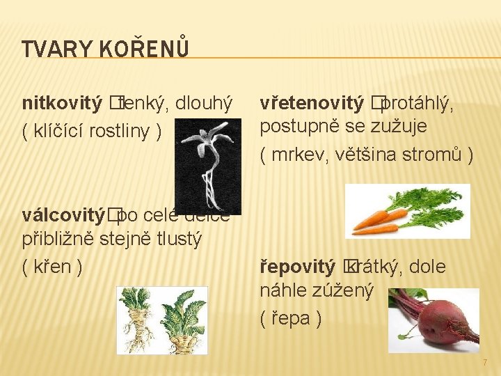 TVARY KOŘENŮ nitkovitý �tenký, dlouhý ( klíčící rostliny ) válcovitý�po celé délce přibližně stejně