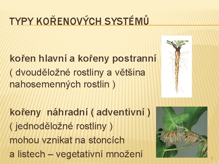 TYPY KOŘENOVÝCH SYSTÉMŮ kořen hlavní a kořeny postranní ( dvouděložné rostliny a většina nahosemenných