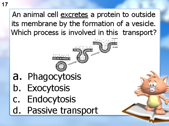 17 An animal cell excretes a protein to outside its membrane by the formation