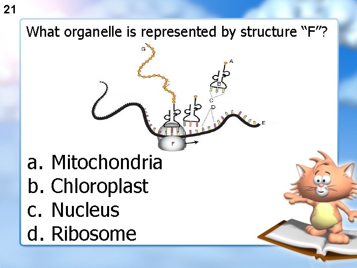 21 What organelle is represented by structure “F”? a. b. c. d. Mitochondria Chloroplast