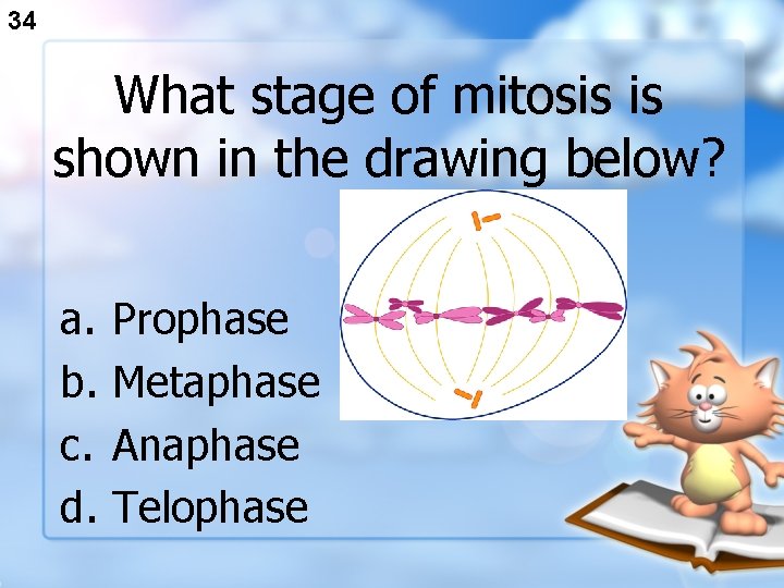 34 What stage of mitosis is shown in the drawing below? a. b. c.