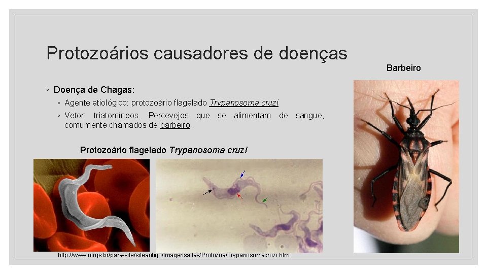 Protozoários causadores de doenças ◦ Doença de Chagas: ◦ Agente etiológico: protozoário flagelado Trypanosoma