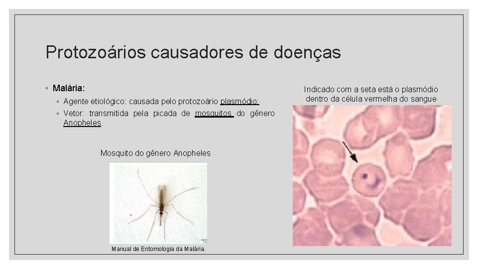 Protozoários causadores de doenças ◦ Malária: ◦ Agente etiológico: causada pelo protozoário plasmódio; ◦