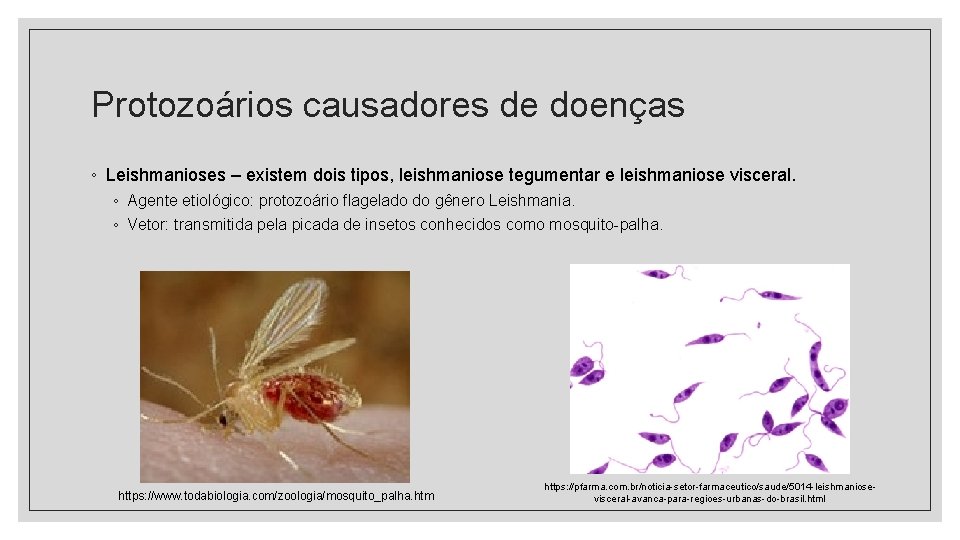 Protozoários causadores de doenças ◦ Leishmanioses – existem dois tipos, leishmaniose tegumentar e leishmaniose