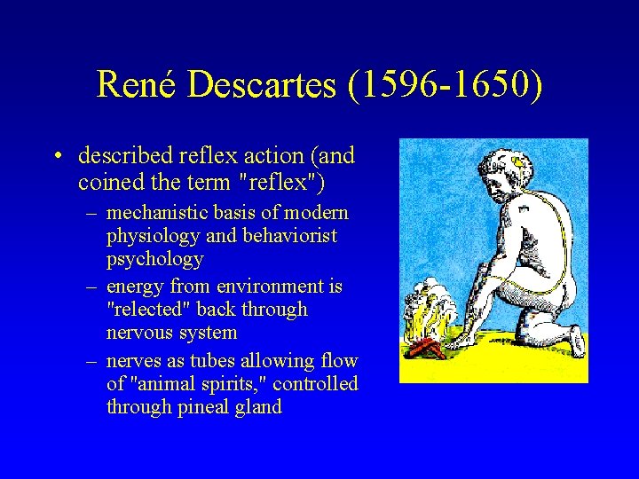 René Descartes (1596 -1650) • described reflex action (and coined the term "reflex") –