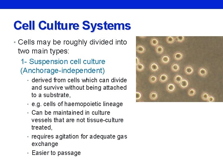 Cell Culture Systems • Cells may be roughly divided into two main types: 1