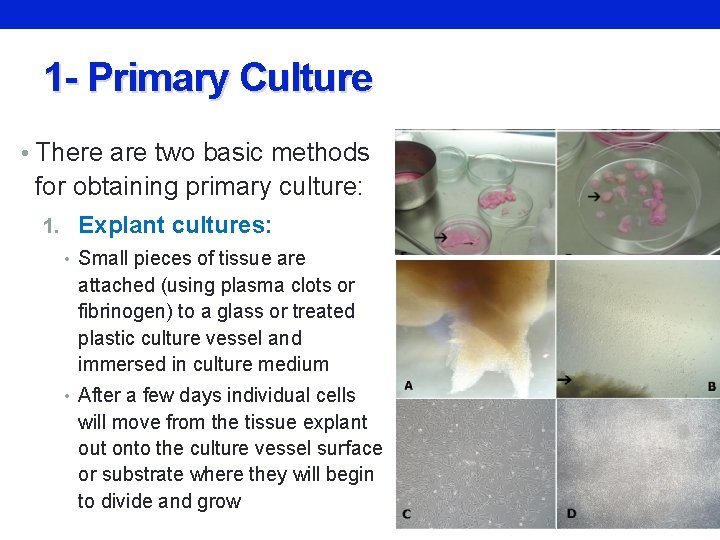 1 - Primary Culture • There are two basic methods for obtaining primary culture: