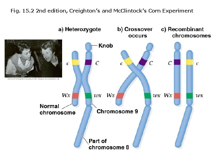 Fig. 15. 2 2 nd edition, Creighton’s and Mc. Clintock’s Corn Experiment 