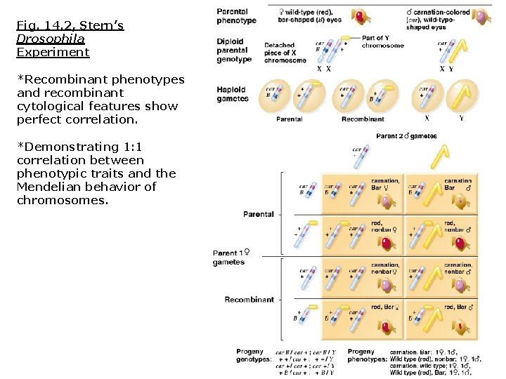 Fig. 14. 2, Stern’s Drosophila Experiment *Recombinant phenotypes and recombinant cytological features show perfect