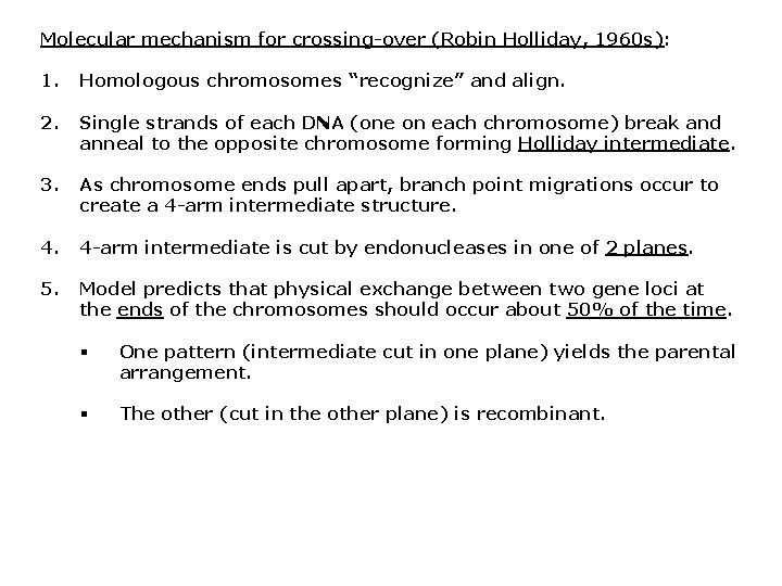 Molecular mechanism for crossing-over (Robin Holliday, 1960 s): 1. Homologous chromosomes “recognize” and align.