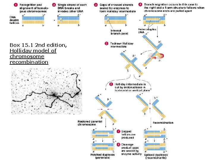 Box 15. 1 2 nd edition, Holliday model of chromosome recombination 