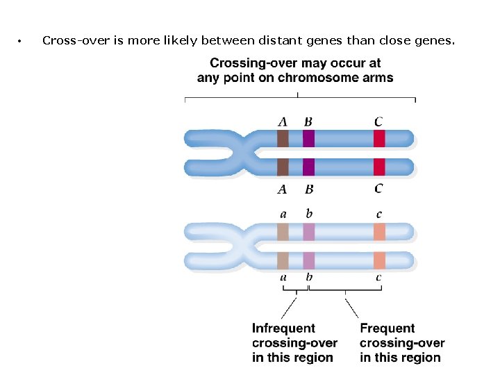  • Cross-over is more likely between distant genes than close genes. 