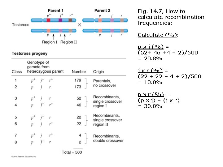 Fig. 14. 7, How to calculate recombination frequencies: Calculate (%): p x j (%)