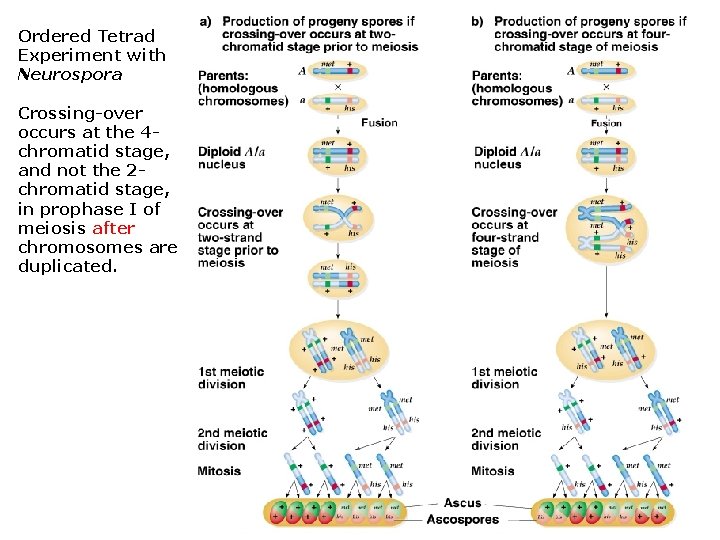 Ordered Tetrad Experiment with Neurospora Crossing-over occurs at the 4 chromatid stage, and not