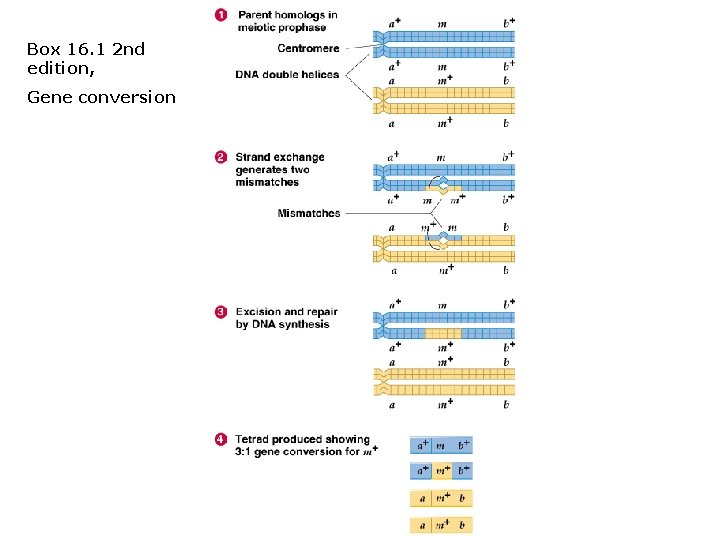 Box 16. 1 2 nd edition, Gene conversion 