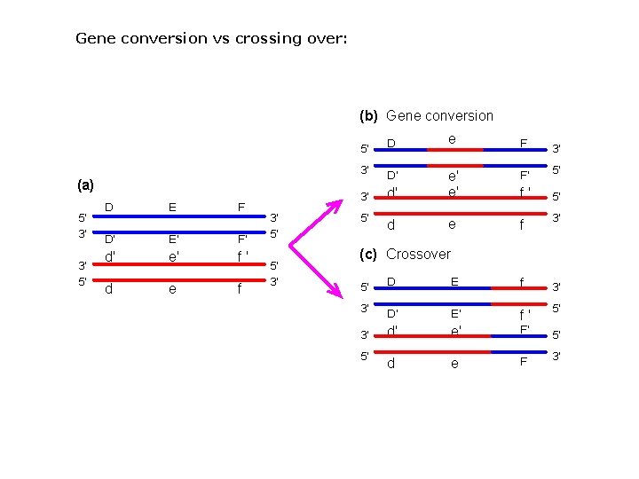 Gene conversion vs crossing over: 