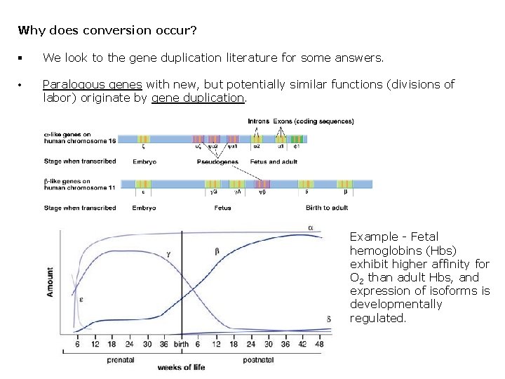 Why does conversion occur? § We look to the gene duplication literature for some