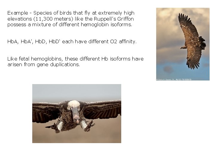 Example - Species of birds that fly at extremely high elevations (11, 300 meters)