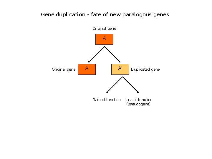 Gene duplication - fate of new paralogous genes Original gene A A’ Gain of