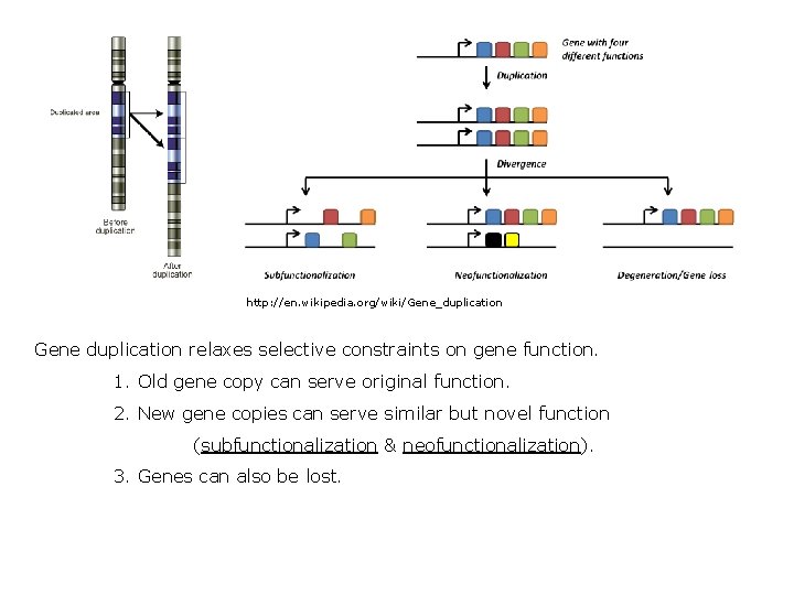 http: //en. wikipedia. org/wiki/Gene_duplication Gene duplication relaxes selective constraints on gene function. 1. Old