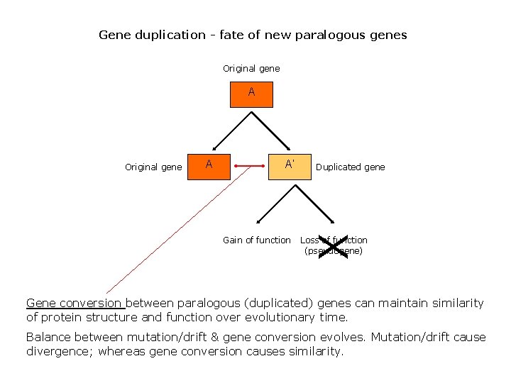 Gene duplication - fate of new paralogous genes Original gene A A A’ Gain