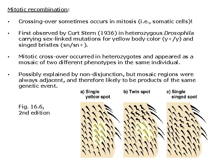 Mitotic recombination: • Crossing-over sometimes occurs in mitosis (i. e. , somatic cells)! •