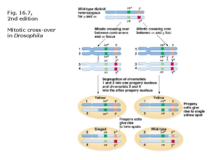 Fig. 16. 7, 2 nd edition Mitotic cross-over in Drosophila 