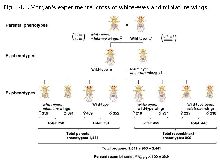 Fig. 14. 1, Morgan’s experimental cross of white-eyes and miniature wings. 