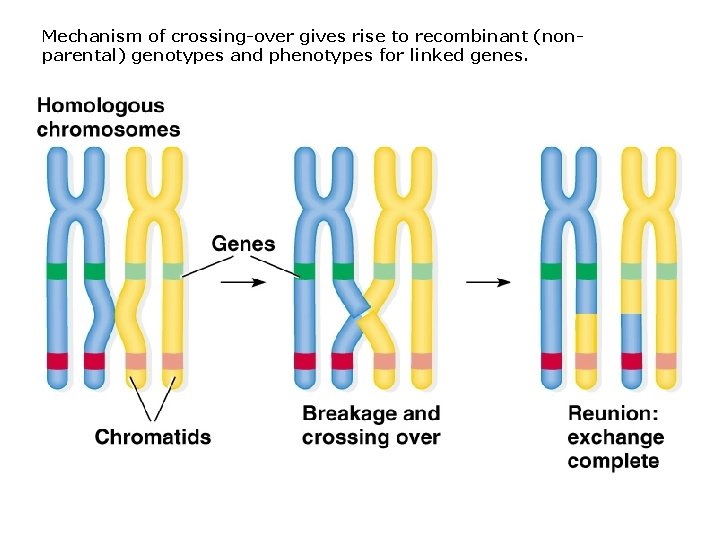 Mechanism of crossing-over gives rise to recombinant (nonparental) genotypes and phenotypes for linked genes.