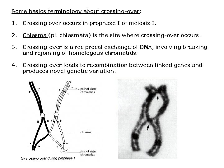 Some basics terminology about crossing-over: 1. Crossing over occurs in prophase I of meiosis