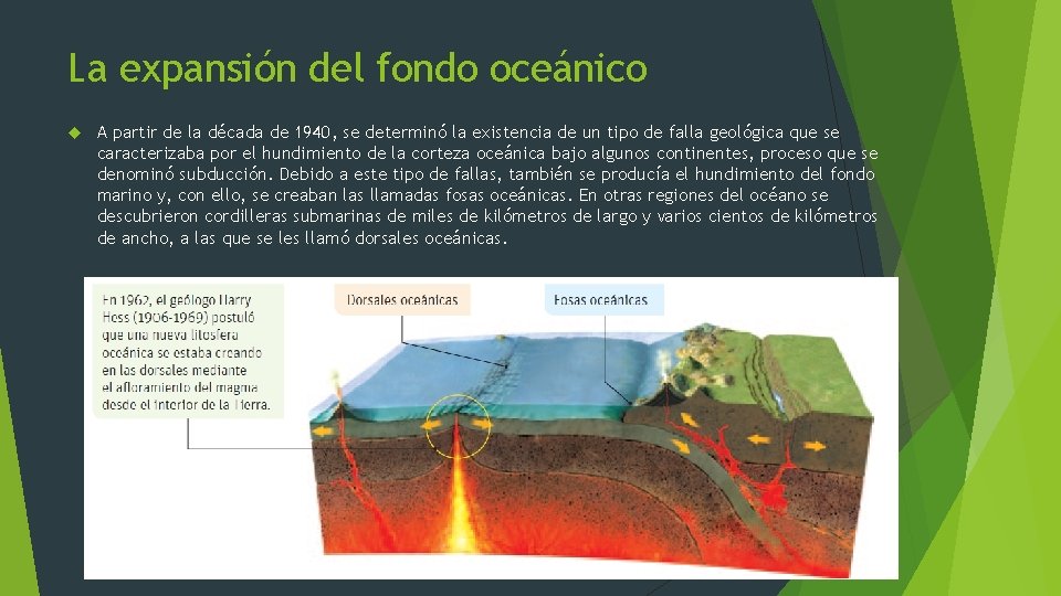 La expansión del fondo oceánico A partir de la década de 1940, se determinó La expansión del fondo oceánico A partir de la década de 1940, se determinó