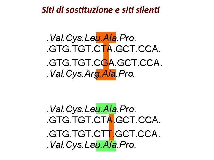 Siti di sostituzione e siti silenti. Val. Cys. Leu. Ala. Pro. . GTG. TGT.